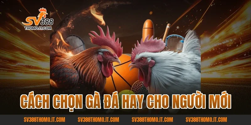 Cách Chọn Gà Đá Hay Cho Người Mới – Kinh Nghiệm Từ SV388