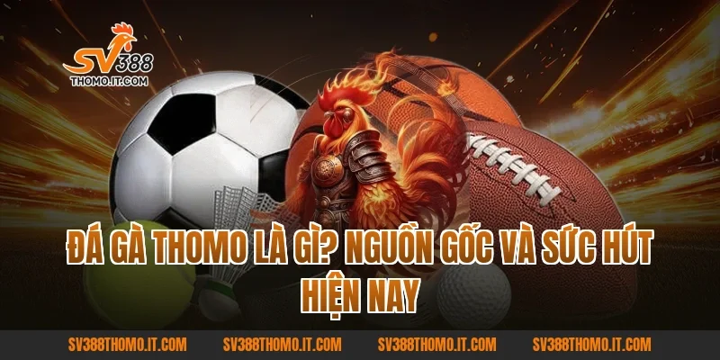 Đá gà Thomo là gì? Nguồn gốc và sức hút hiện nay