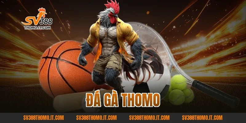Đá gà Thomo – Trường Gà Danh Tiếng Đỉnh Cao Tại SV388