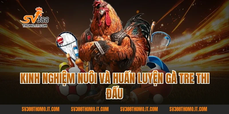 Kinh nghiệm nuôi và huấn luyện gà tre thi đấu