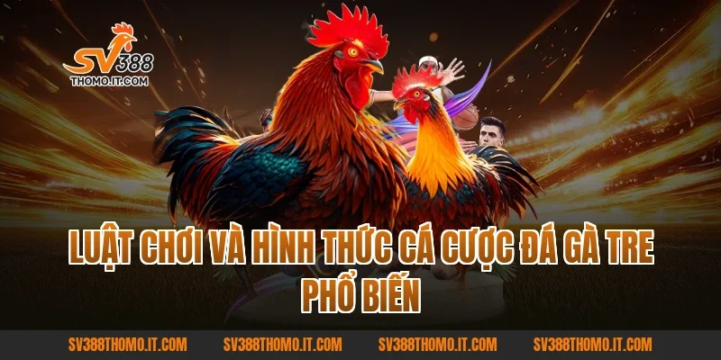 Luật chơi và hình thức cá cược đá gà tre phổ biến