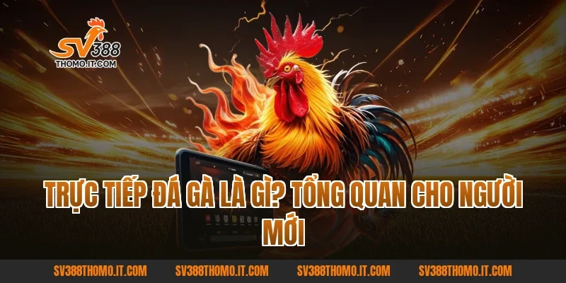 Trực tiếp đá gà là gì? Tổng quan cho người mới