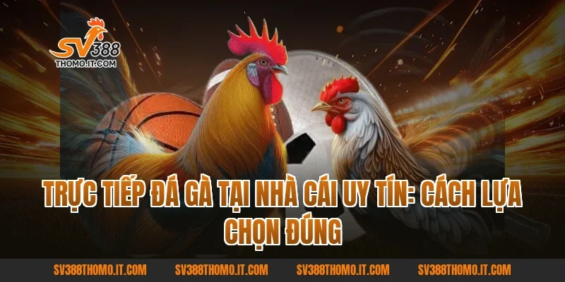 Trực tiếp đá gà tại nhà cái uy tín: cách lựa chọn đúng